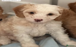 Cavapoo dogs for sale: F1b cavapoo puppies fully vaccinated  - Image 26