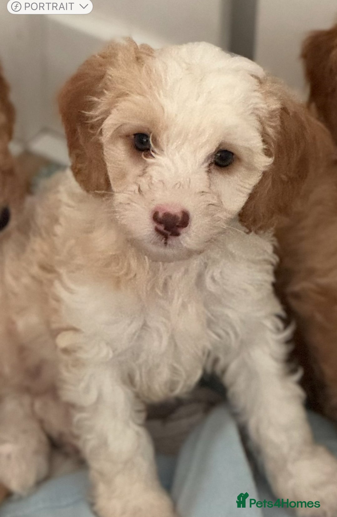 Cavapoo dogs for sale: F1b cavapoo puppies fully vaccinated  - Image 26