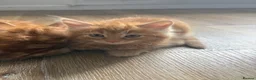 Mixed Breed cats for sale: Persian cross ginger male kittens X4! READY TO GO - Advert 7