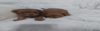 Cavapoo 4