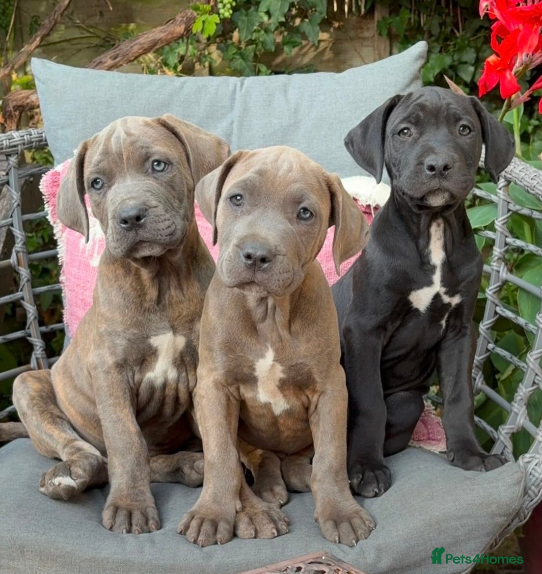 Mixed Breed dogs 2 Silver Grey Male Cane Corso / Bulmastiff Puppies - Advert 15