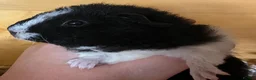 Guinea Pig rodents for sale: Pure bred Teddy boys/boars - Advert 4