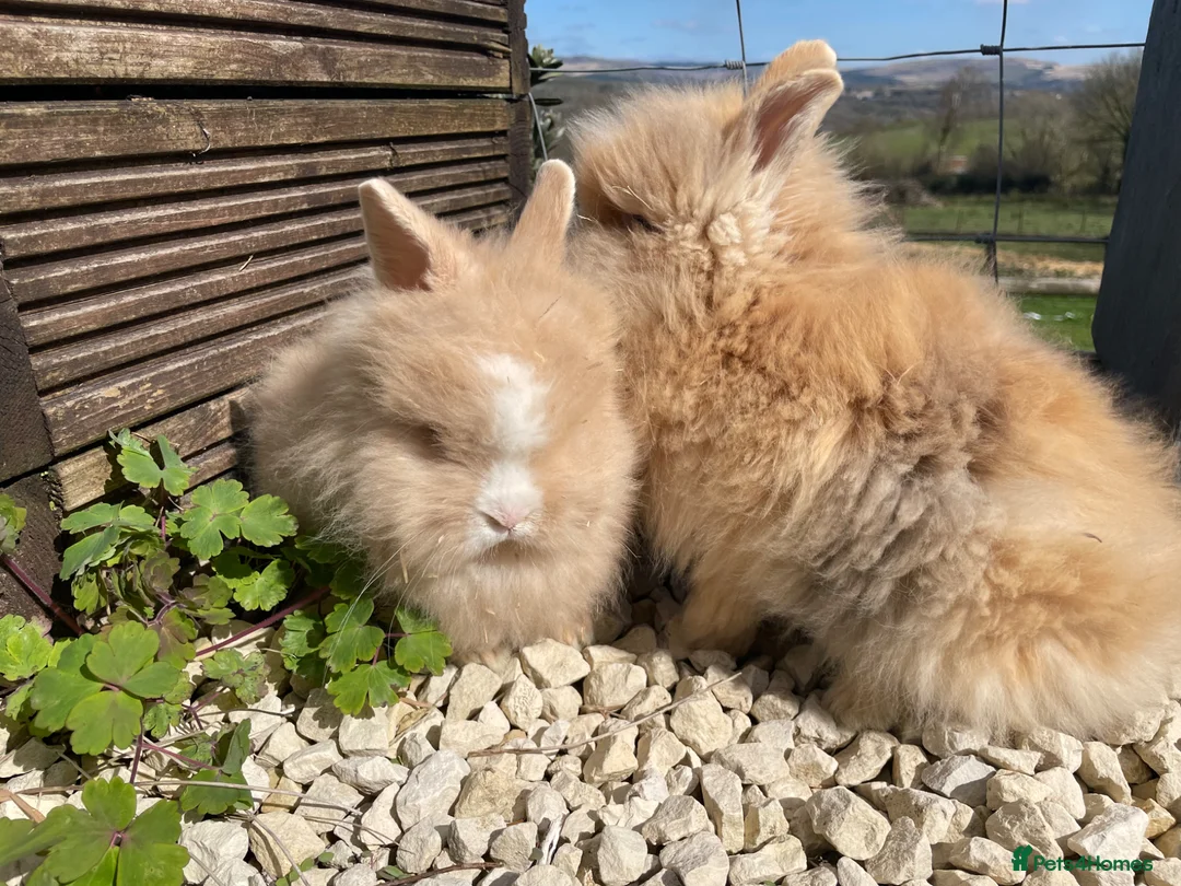 Lionhead rabbits for sale: Beautiful baby lionhead rabbits - Advert 1