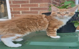 Maine Coon cats for sale: TICA registered pedigree Maincoon kittens . - Image 16