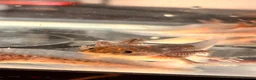 Axolotl reptiles for sale: Black Meleniod axolotls   in Caldicot - Advert 9