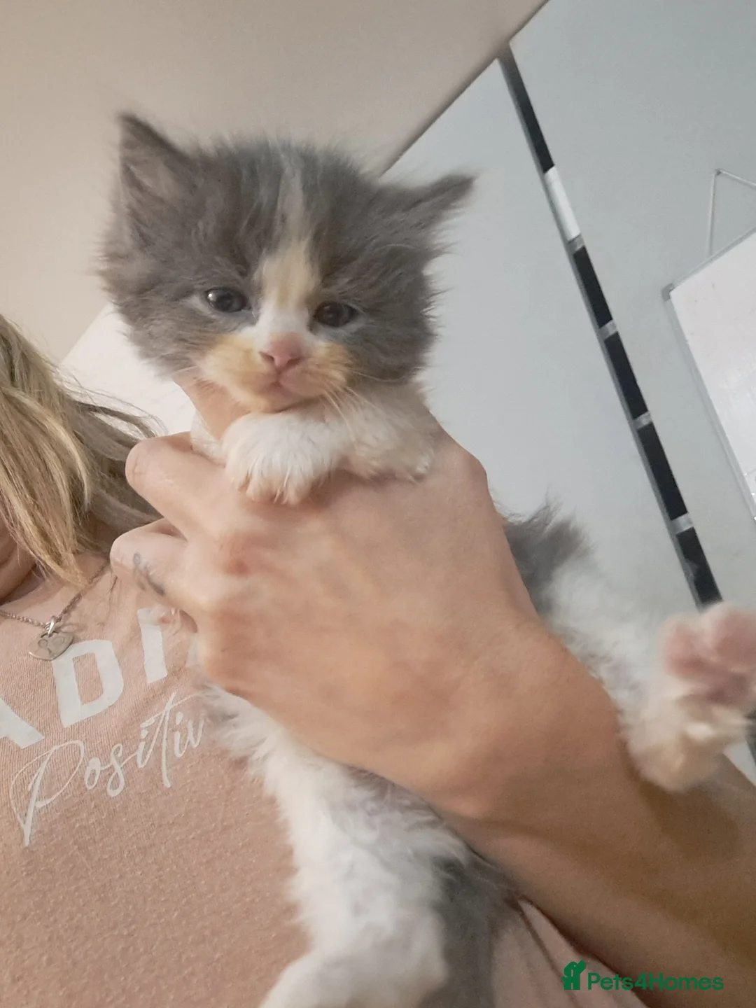 Ragdoll cats for sale: Beautiful ragdoll x British short hair - Advert 5