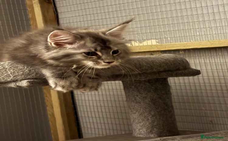 Maine Coon cats - Advert 4