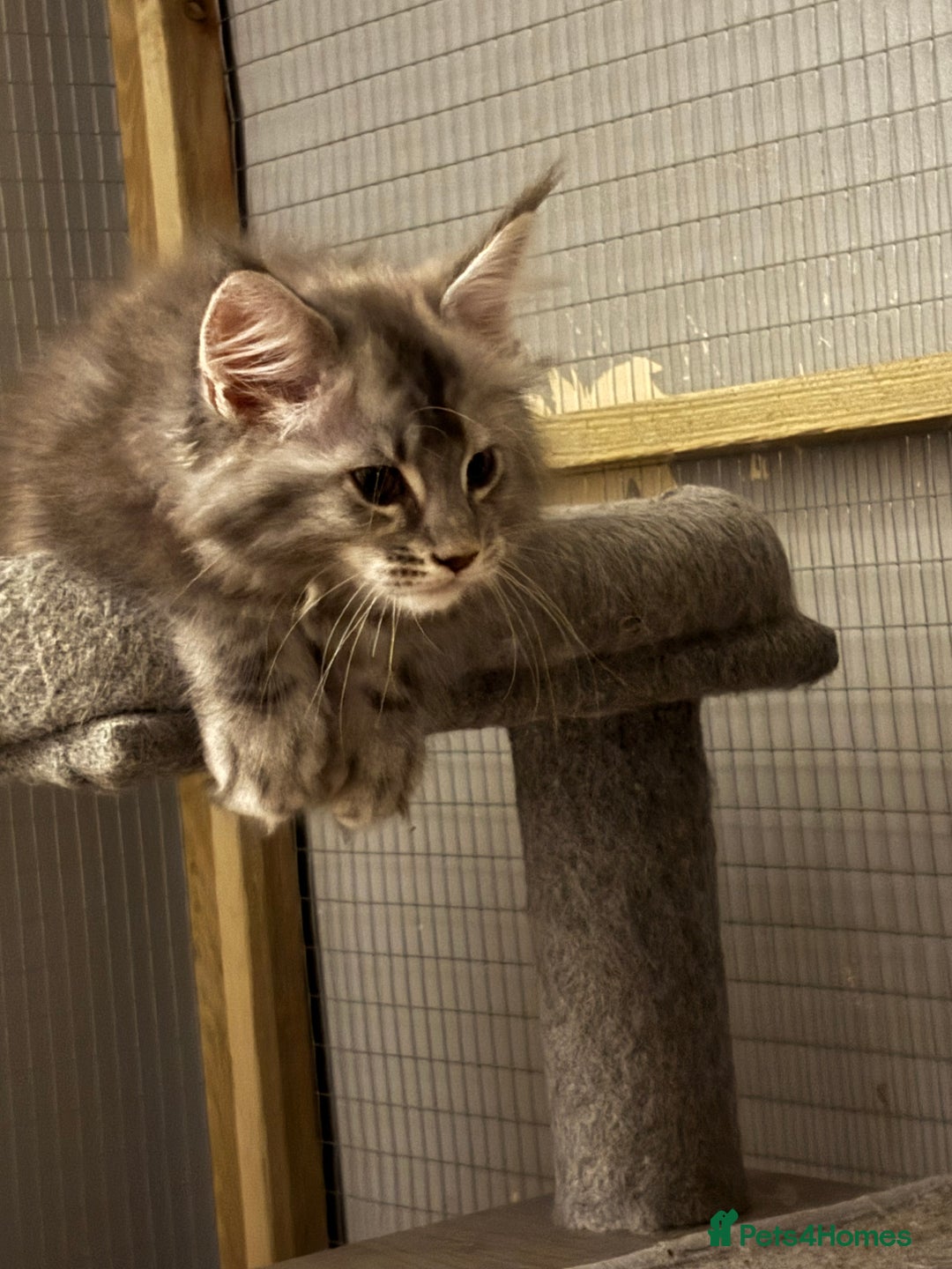 Maine Coon cats for sale: Maine coon kittens - Image 2