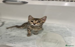 Bengal cats for sale: Three Bengals Ready to go 🩶🖤🤍 - Image 14