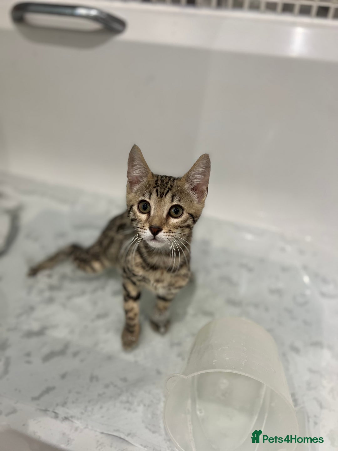 Bengal cats for sale: Three Bengals Ready to go 🩶🖤🤍 - Image 14