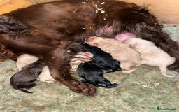 Cockapoo dogs for sale: Cockapoo puppies for sale - Image 2