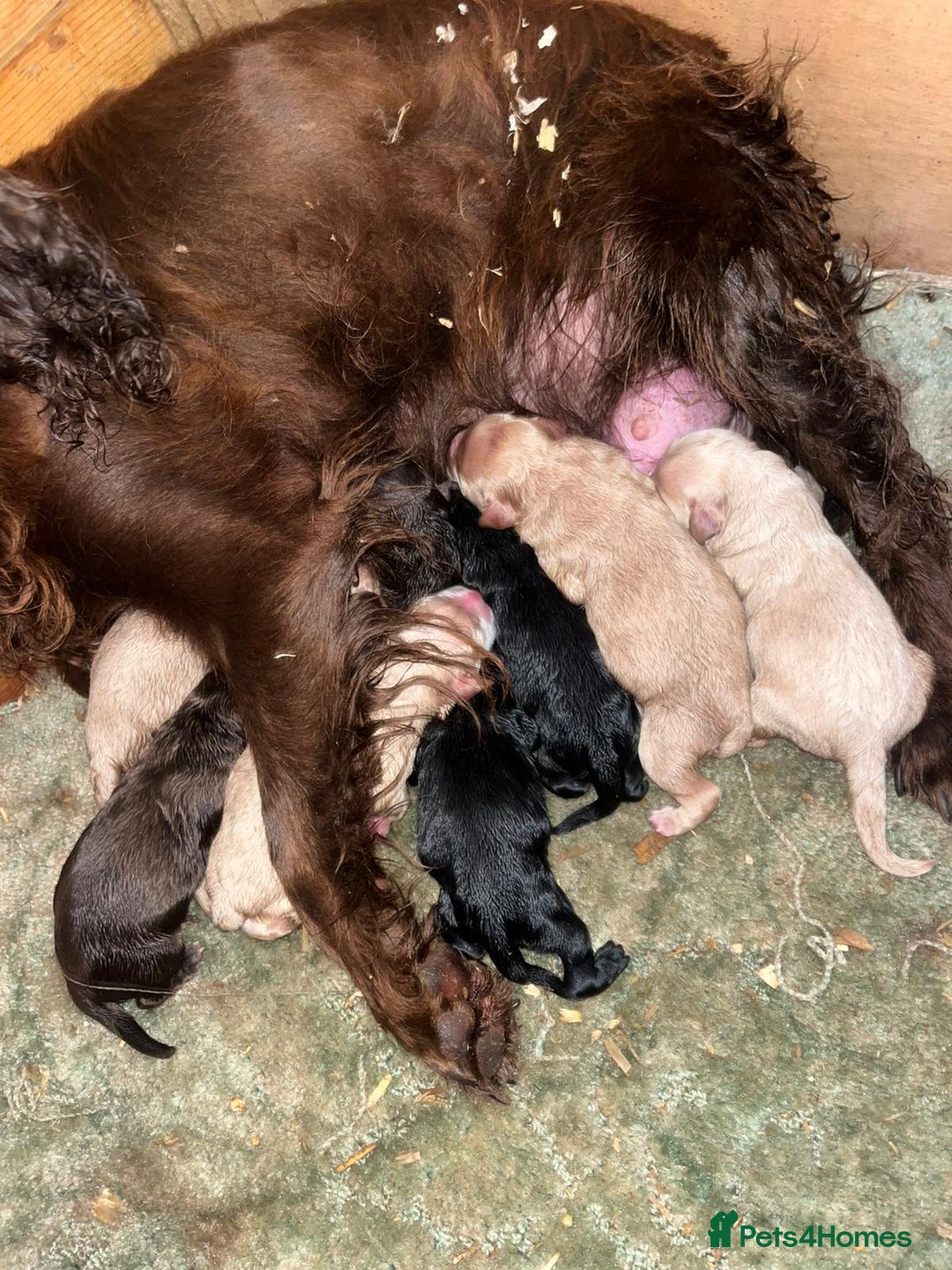 Cockapoo dogs for sale: Cockapoo puppies for sale - Image 2