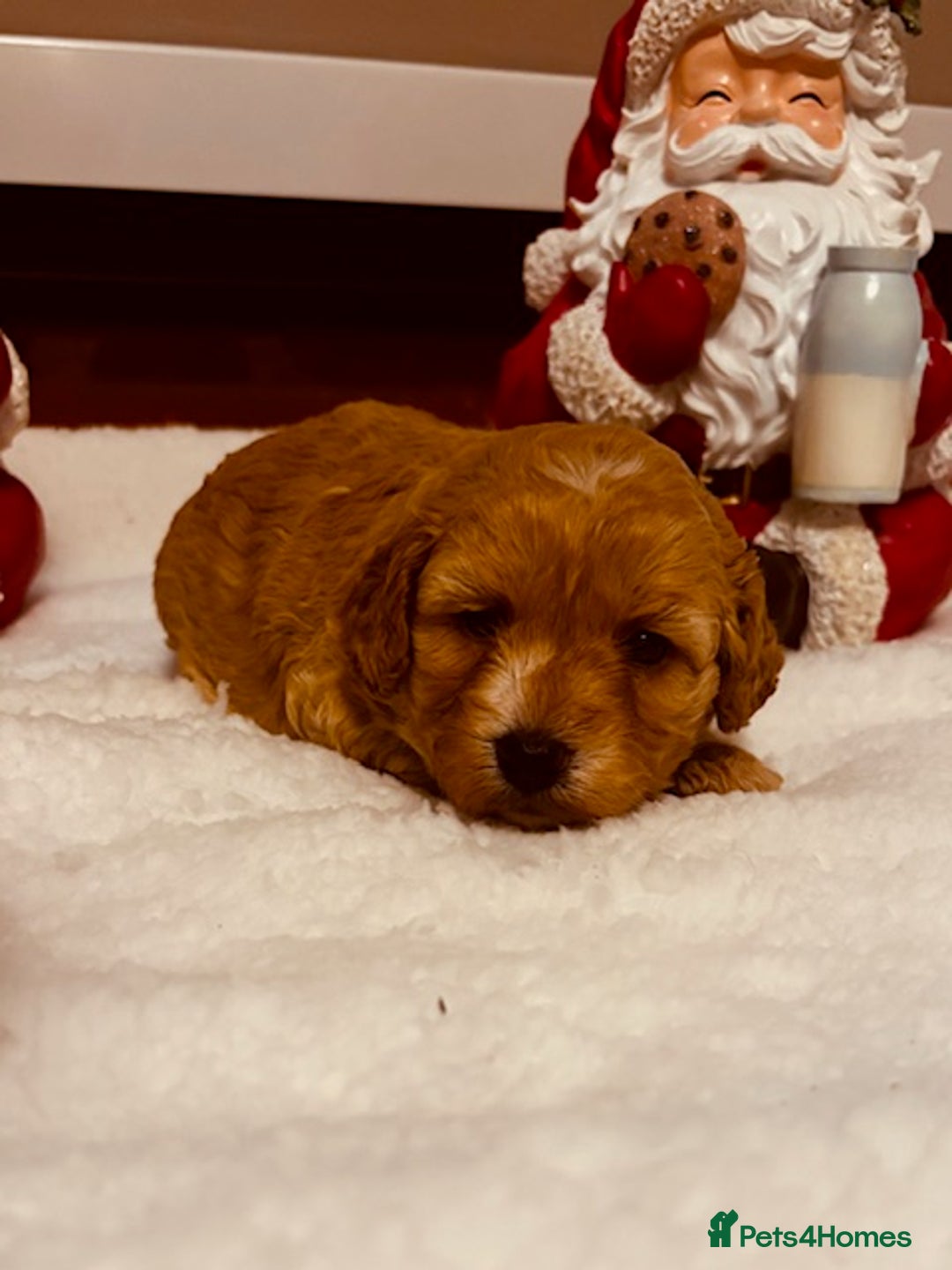 Cavapoochon dogs for sale: QUALITY TEDDY CAVAPOOCHONS - Advert 5