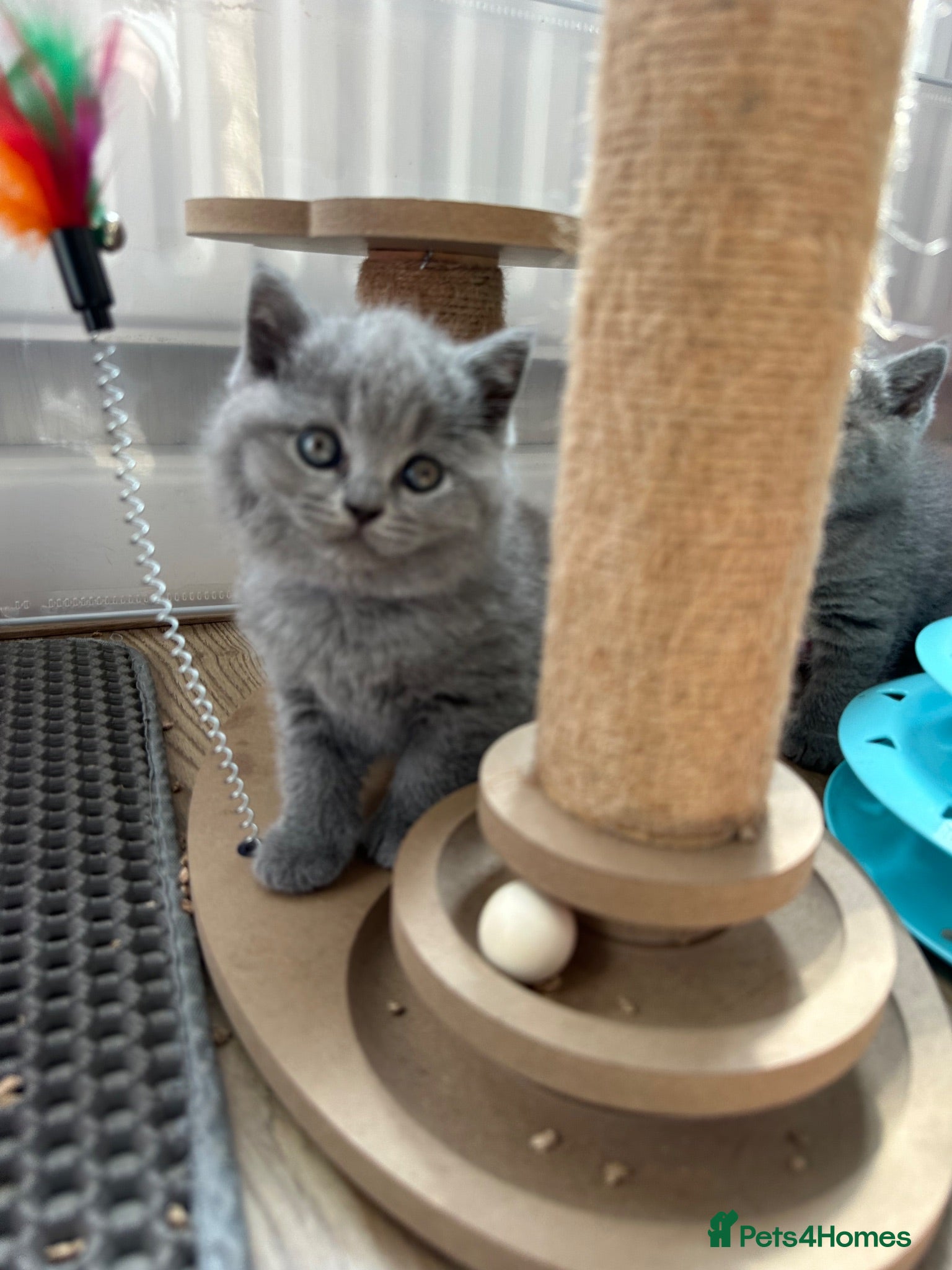 British Shorthair cats Stunning Blue British Shorthair Kittens  - Advert 2