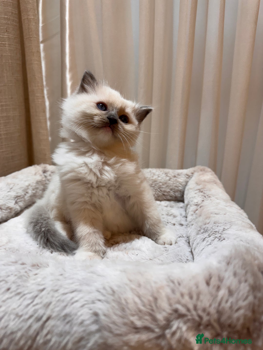 Ragdoll cats for sale: 6 Ragdoll kittens - Advert 8