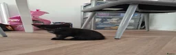 Mixed Breed cats for sale: Cute black white ginger stripe mix kittens - Advert 11