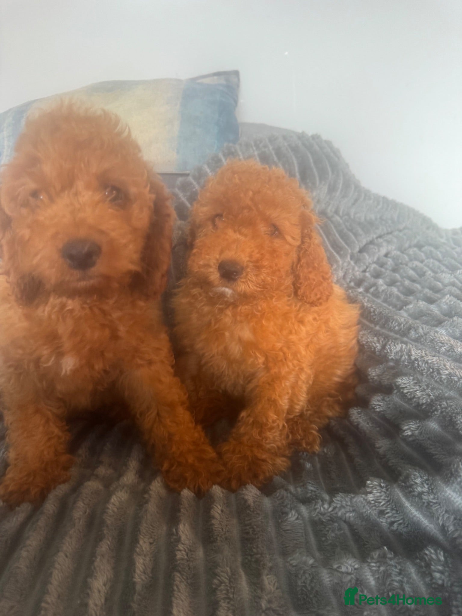 Cockapoo dogs 2 COCKAPOO GIRLS LEFT - Reduced price  - Advert 1