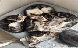 Mixed Breed cats for sale: Stunning tabby kittens  - Image 2