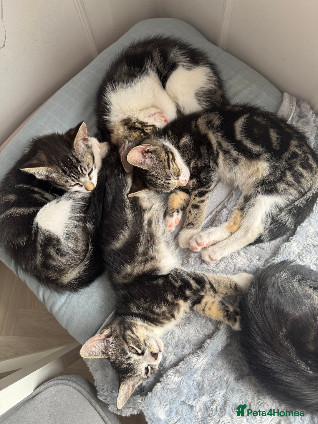 Mixed Breed cats for sale: Stunning tabby kittens  - Image 2