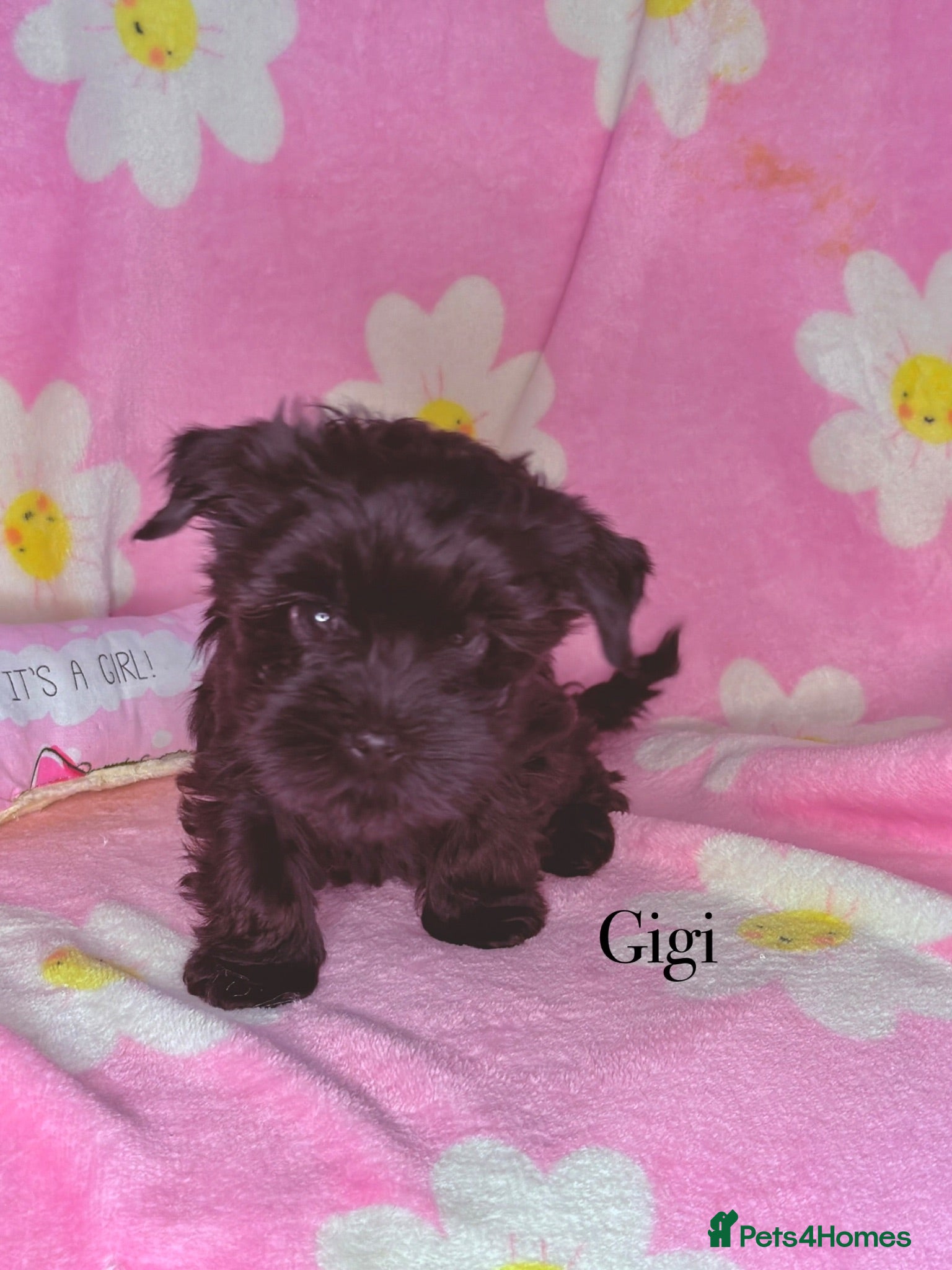 Yorkshire Terrier dogs Ready Now 2 Black Girls  Yorkshire Terrier  - Advert 15