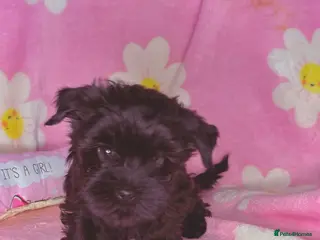 Yorkshire Terrier dogs Ready Now 2 Black Girls Yorkshire Terrier - Advert 15