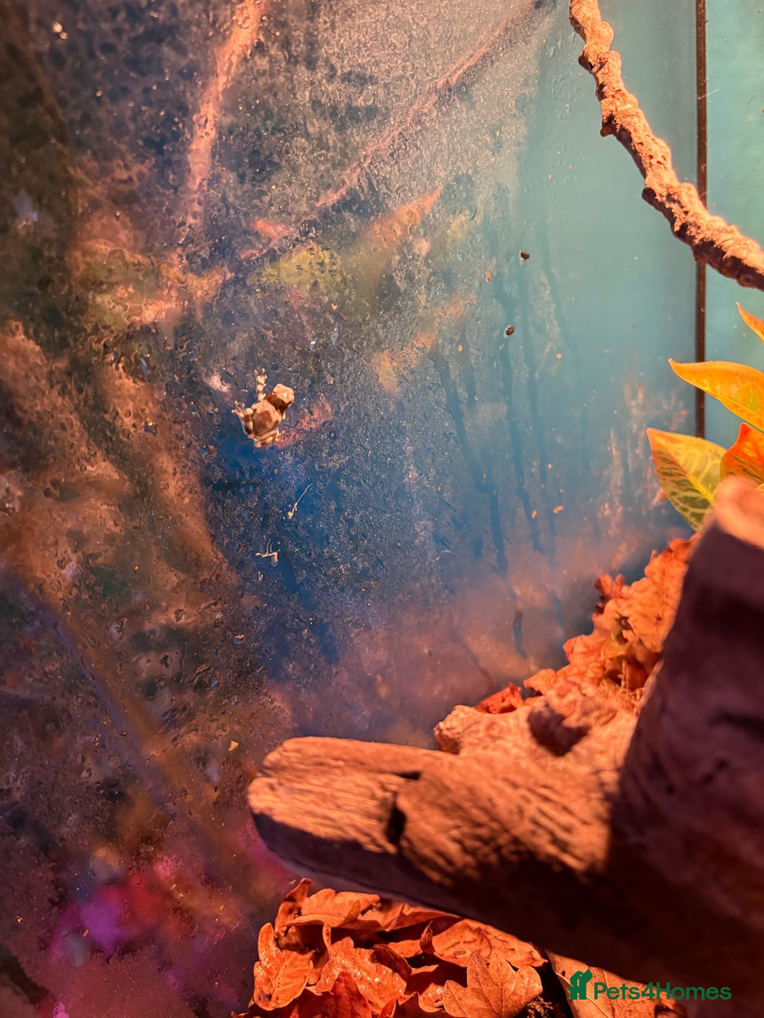 Frog reptiles for sale: Amazon milk frogs  - Image 3