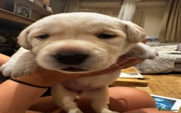 Labrador Retriever dogs for sale: English yellow Labradors  - Image 15