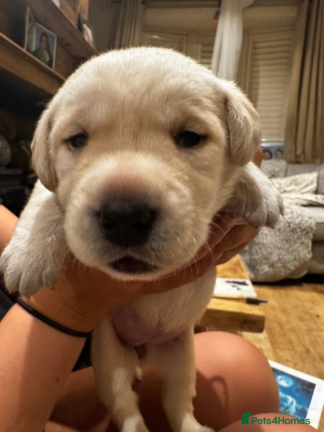 Labrador Retriever dogs for sale: English yellow Labradors  - Image 15