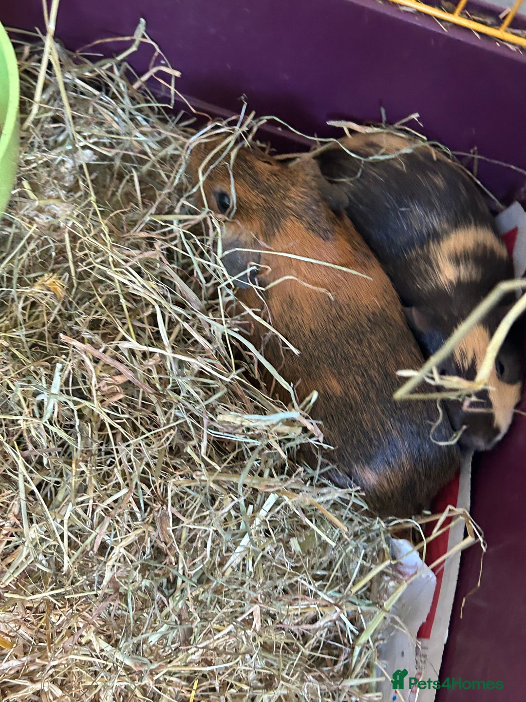 Guinea Pig rodents for sale: Two cuties reluctantly looking to be rehoused - Image 3