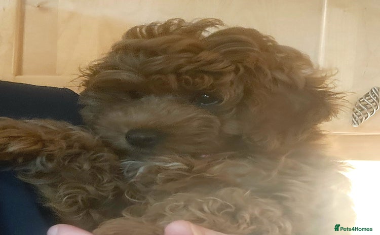 Cavapoo dogs Ruby red f1b toy cavapoo female  - Advert 2