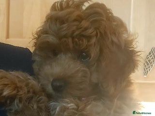 Cavapoo dogs for sale: Ruby red f1b toy cavapoo female - Advert 1