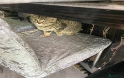 British Shorthair cats for sale: BSH Pedigree Chunky Kittens Chocolate/Gold striped - Image 18