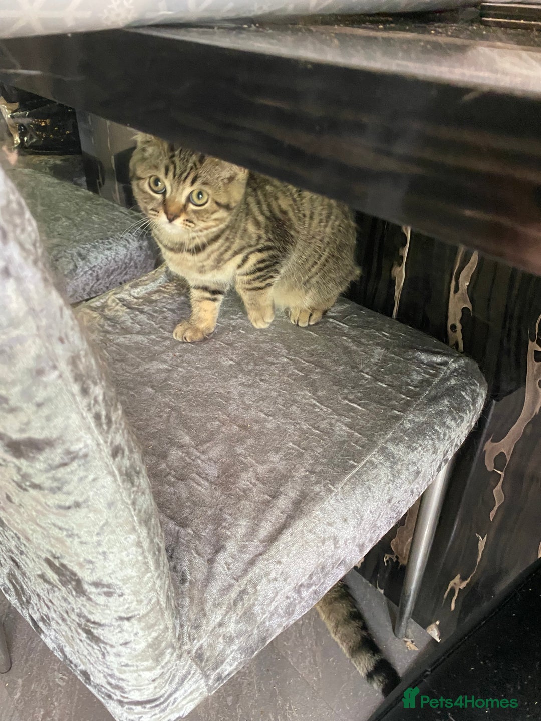 British Shorthair cats for sale: BSH Pedigree Chunky Kittens Chocolate/Gold striped - Image 18