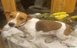 Jack Russell dogs for sale: Kind, beautiful, well trained Jack Russel bitch - Image 2