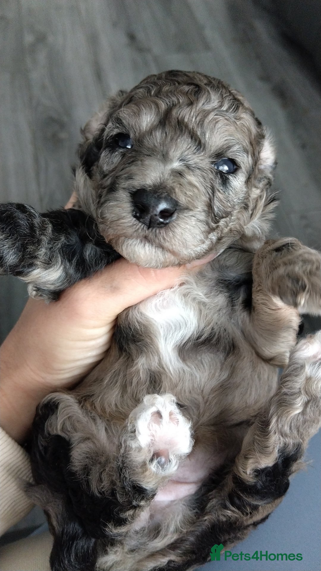Poochon dogs for sale: Poochons  - Image 24