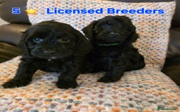 Cockapoo dogs for sale: Gorgeous Cockerpoo Puppies  - Image 10