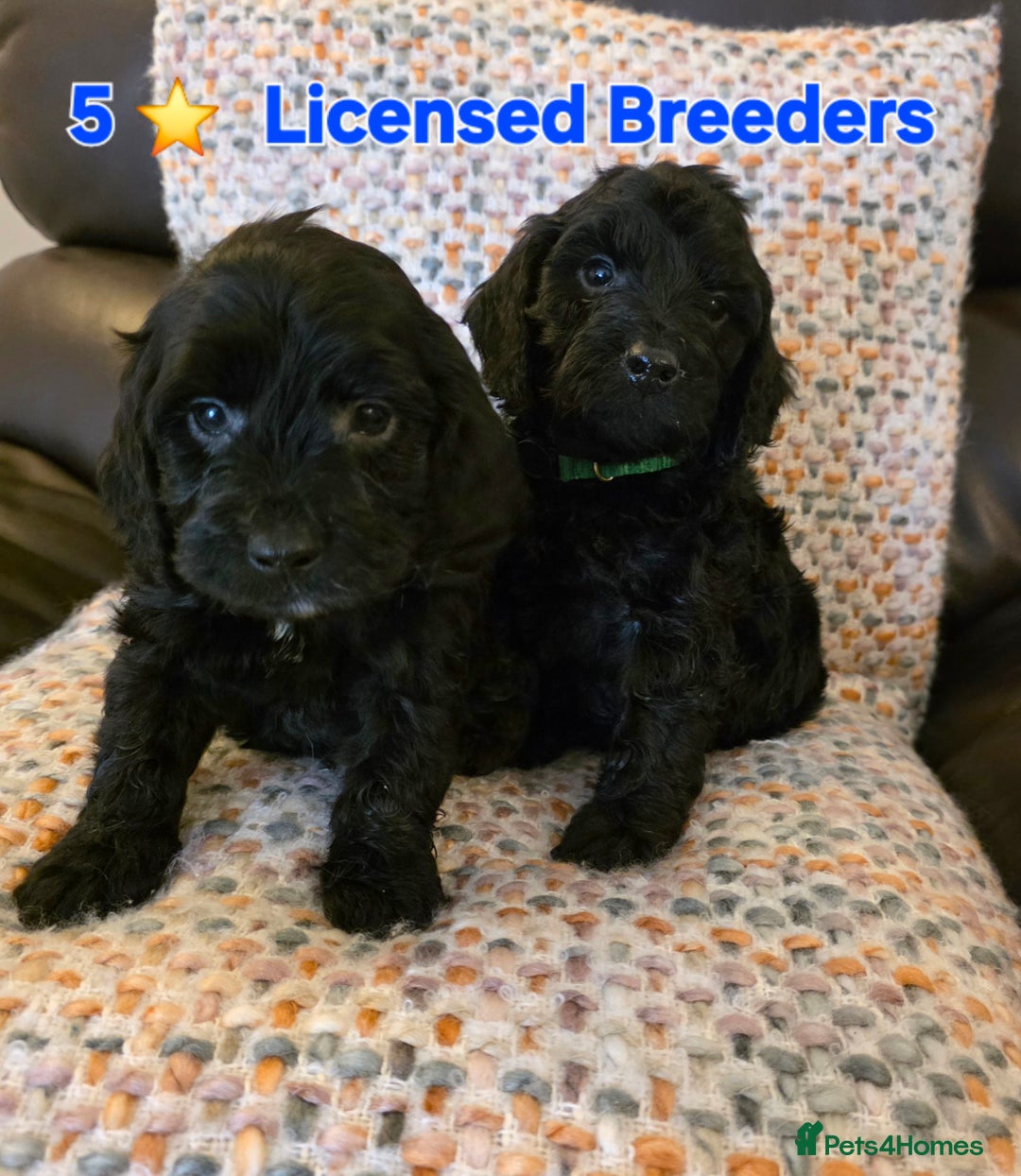 Cockapoo dogs for sale: Gorgeous Cockerpoo Puppies  - Image 10