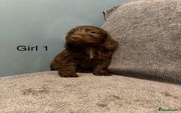 Cockapoo dogs for sale: 7 lovely cockerpoos  - Image 4