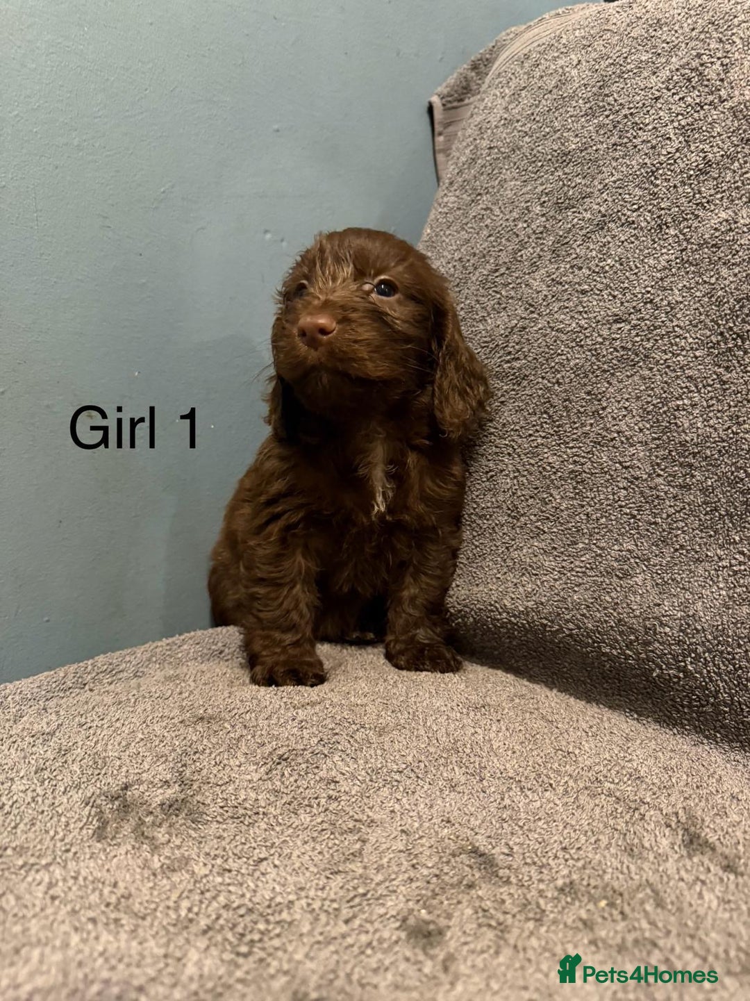 Cockapoo dogs for sale: 7 lovely cockerpoos  - Image 4