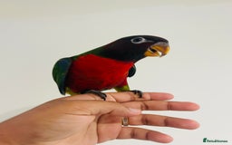 Mixed Breed birds for sale: Various birds for sale - Image 21