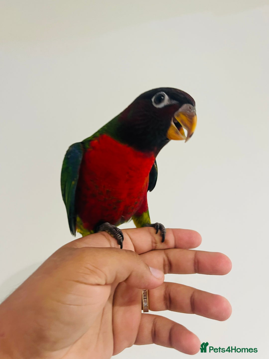 Mixed Breed birds for sale: Various birds for sale - Image 21