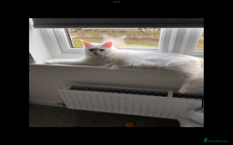 Maine Coon cats for sale: White Maine Coon GCCF - Image 9
