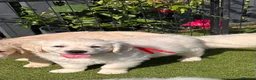 Golden Retriever dogs for sale: 👉👉Fully health tested parents!! 👈👈 - Advert 19