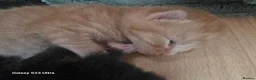 Mixed Breed cats for sale: Burmese cross babies - Advert 11