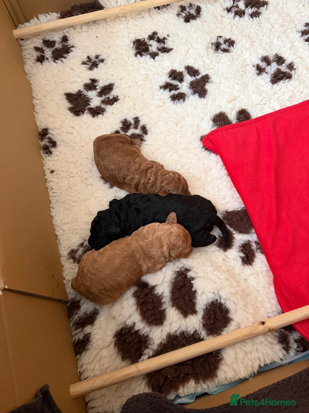 Labradoodle dogs for sale: F3BB Miniature Labradoodle Puppies – 2 Girls - Advert 1