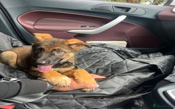German Shepherd dogs for sale: German shepherd puppy aprox 8 weeks old  - Image 1