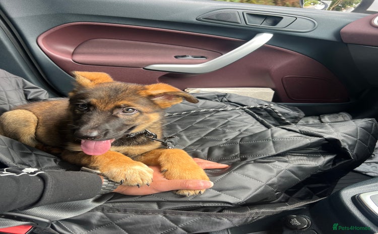 German Shepherd dogs - Advert 16
