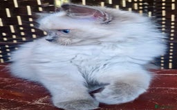 Ragdoll cats for sale: A Unique Ragdoll Kitten Waiting for a Loving home  - Image 17