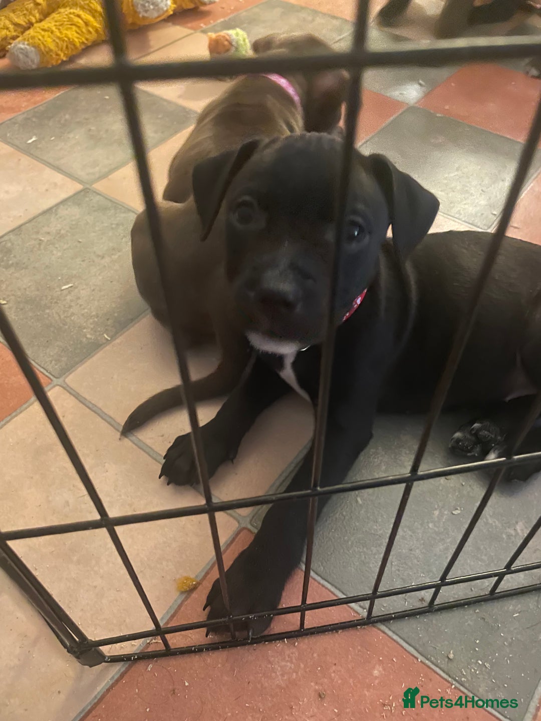 Staffordshire Bull Terrier dogs for sale: Staffordshire/American Staffordshire pups in Harrow - Image 37