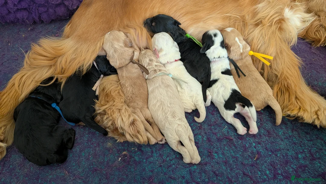 Cockapoo dogs for sale: Gorgeous F1 Cockapoo Puppies - Advert 22